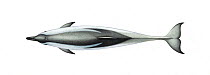 Striped dolphin (Stenella coeruleoalba) adult upperside     No more than 15 illustrations by Martin Camm, Rebecca Robinson and/or Toni Llobet to be used in a single project or book edition, except...