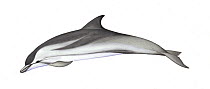 Striped dolphin (Stenella coeruleoalba) calf     No more than 15 illustrations by Martin Camm, Rebecca Robinson and/or Toni Llobet to be used in a single project or book edition, except by prior w...