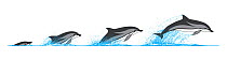 Striped dolphin (Stenella coeruleoalba) Dive sequence     No more than 15 illustrations by Martin Camm, Rebecca Robinson and/or Toni Llobet to be used in a single project or book edition, except b...