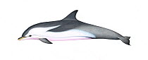 Striped dolphin (Stenella coeruleoalba) Immature     No more than 15 illustrations by Martin Camm, Rebecca Robinson and/or Toni Llobet to be used in a single project or book edition, except by pri...