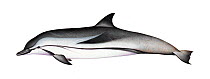 Striped dolphin (Stenella coeruleoalba) adult     No more than 15 illustrations by Martin Camm, Rebecca Robinson and/or Toni Llobet to be used in a single project or book edition, except by prior...