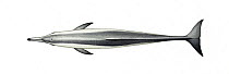 Spinner dolphin (Stenella longirostris) adult Gray's or Hawaiian subspecies upperside     No more than 15 illustrations by Martin Camm, Rebecca Robinson and/or Toni Llobet to be used in a single p...