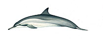 Spinner dolphin (Stenella longirostris) adult Gray's or Hawaiian subspecies     No more than 15 illustrations by Martin Camm, Rebecca Robinson and/or Toni Llobet to be used in a single project or...