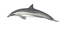Spinner dolphin (Stenella longirostris) calf Gray's or Hawaiian subspecies     No more than 15 illustrations by Martin Camm, Rebecca Robinson and/or Toni Llobet to be used in a single project or b...