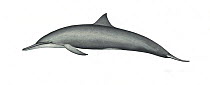 Spinner dolphin (Stenella longirostris) adult female Central American subspecies     No more than 15 illustrations by Martin Camm, Rebecca Robinson and/or Toni Llobet to be used in a single projec...
