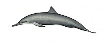 Spinner dolphin (Stenella longirostris) adult male Central American subspecies     No more than 15 illustrations by Martin Camm, Rebecca Robinson and/or Toni Llobet to be used in a single project...