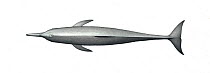 Spinner dolphin (Stenella longirostris) adult Central American subspecies upperside     No more than 15 illustrations by Martin Camm, Rebecca Robinson and/or Toni Llobet to be used in a single pro...