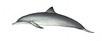 Spinner dolphin (Stenella longirostris) calf Central American subspecies     No more than 15 illustrations by Martin Camm, Rebecca Robinson and/or Toni Llobet to be used in a single project or boo...