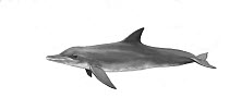 Rough-toothed dolphin (Steno bredanensis) calf     No more than 15 illustrations by Martin Camm, Rebecca Robinson and/or Toni Llobet to be used in a single project or book edition, except by prior...