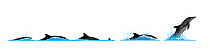 Rough-toothed dolphin (Steno bredanensis) Dive sequence - slower speed and moderate speed - breaching     No more than 15 illustrations by Martin Camm, Rebecca Robinson and/or Toni Llobet to be us...