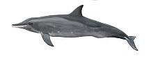 Rough-toothed dolphin (Steno bredanensis) adult variation     No more than 15 illustrations by Martin Camm, Rebecca Robinson and/or Toni Llobet to be used in a single project or book edition, exce...