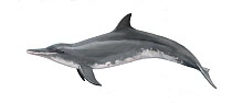 Rough-toothed dolphin (Steno bredanensis) adult female     No more than 15 illustrations by Martin Camm, Rebecca Robinson and/or Toni Llobet to be used in a single project or book edition, except...