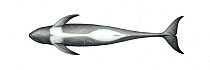 Risso's dolphin (Grampus griseus) adult male underside     No more than 15 illustrations by Martin Camm, Rebecca Robinson and/or Toni Llobet to be used in a single project or book edition, except...
