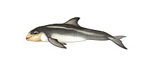 Risso's dolphin (Grampus griseus) calf     No more than 15 illustrations by Martin Camm, Rebecca Robinson and/or Toni Llobet to be used in a single project or book edition, except by prior written...