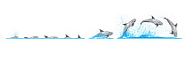 Risso's dolphin (Grampus griseus) Dive sequence and breaching     No more than 15 illustrations by Martin Camm, Rebecca Robinson and/or Toni Llobet to be used in a single project or book edition,...