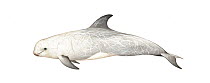 Risso's dolphin (Grampus griseus) Older male     No more than 15 illustrations by Martin Camm, Rebecca Robinson and/or Toni Llobet to be used in a single project or book edition, except by prior w...