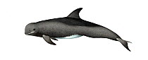 Risso's dolphin (Grampus griseus) Sub-adult     No more than 15 illustrations by Martin Camm, Rebecca Robinson and/or Toni Llobet to be used in a single project or book edition, except by prior wr...