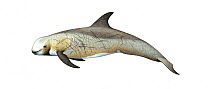 Risso's dolphin (Grampus griseus) adult male brown form     No more than 15 illustrations by Martin Camm, Rebecca Robinson and/or Toni Llobet to be used in a single project or book edition, except...