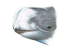 Risso's dolphin (Grampus griseus) adult male showing vertical crease on forehead     No more than 15 illustrations by Martin Camm, Rebecca Robinson and/or Toni Llobet to be used in a single projec...