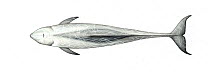 Risso's dolphin (Grampus griseus) adult male higher latitudes (upperside)     No more than 15 illustrations by Martin Camm, Rebecca Robinson and/or Toni Llobet to be used in a single project or bo...