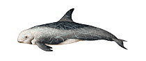 Risso's dolphin (Grampus griseus) adult male lower latitudes     No more than 15 illustrations by Martin Camm, Rebecca Robinson and/or Toni Llobet to be used in a single project or book edition, e...