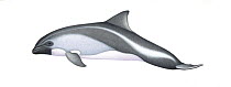 Peale's dolphin (Lagenorhynchus australis) calf     No more than 15 illustrations by Martin Camm, Rebecca Robinson and/or Toni Llobet to be used in a single project or book edition, except by prio...
