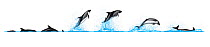 Peale's dolphin (Lagenorhynchus australis) Dive sequence - slow swimming - and breaching     No more than 15 illustrations by Martin Camm, Rebecca Robinson and/or Toni Llobet to be used in a singl...