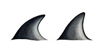 Peale's dolphin (Lagenorhynchus australis) Dorsal fin variations     No more than 15 illustrations by Martin Camm, Rebecca Robinson and/or Toni Llobet to be used in a single project or book editio...
