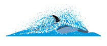 Peale's dolphin (Lagenorhynchus australis) Dive sequence - fast swimming     No more than 15 illustrations by Martin Camm, Rebecca Robinson and/or Toni Llobet to be used in a single project or boo...