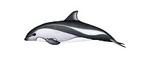 Peale's dolphin (Lagenorhynchus australis) adult variation     No more than 15 illustrations by Martin Camm, Rebecca Robinson and/or Toni Llobet to be used in a single project or book edition, exc...