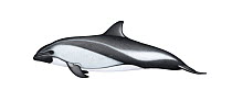 Peale's dolphin (Lagenorhynchus australis) adult     No more than 15 illustrations by Martin Camm, Rebecca Robinson and/or Toni Llobet to be used in a single project or book edition, except by pri...