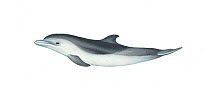 Pantropical spotted dolphin (Stenella attenuata) Two-tone calf     No more than 15 illustrations by Martin Camm, Rebecca Robinson and/or Toni Llobet to be used in a single project or book edition,...