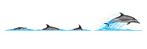Pantropical spotted dolphin (Stenella attenuata) Dive sequence and breaching     No more than 15 illustrations by Martin Camm, Rebecca Robinson and/or Toni Llobet to be used in a single project or...