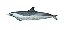 Pantropical spotted dolphin (Stenella attenuata) adult coastal subspecies fused'     No more than 15 illustrations by Martin Camm, Rebecca Robinson and/or Toni Llobet to be used in a single projec...