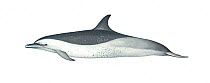 Pantropical spotted dolphin (Stenella attenuata) Mottled' young adult     No more than 15 illustrations by Martin Camm, Rebecca Robinson and/or Toni Llobet to be used in a single project or book e...