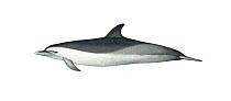 Pantropical spotted dolphin (Stenella attenuata) Speckled' juvenile     No more than 15 illustrations by Martin Camm, Rebecca Robinson and/or Toni Llobet to be used in a single project or book edi...