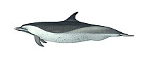 Pantropical spotted dolphin (Stenella attenuata) adult coastal subspecies     No more than 15 illustrations by Martin Camm, Rebecca Robinson and/or Toni Llobet to be used in a single project or bo...