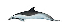 Pantropical spotted dolphin (Stenella attenuata) adult offshore subspecies     No more than 15 illustrations by Martin Camm, Rebecca Robinson and/or Toni Llobet to be used in a single project or b...
