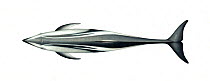 Pacific white-sided dolphin (Lagenorhynchus obliquidens) adult upperside     No more than 15 illustrations by Martin Camm, Rebecca Robinson and/or Toni Llobet to be used in a single project or boo...