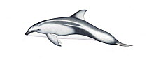 Pacific white-sided dolphin (Lagenorhynchus obliquidens) calf     No more than 15 illustrations by Martin Camm, Rebecca Robinson and/or Toni Llobet to be used in a single project or book edition,...