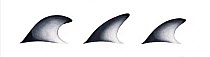 Pacific white-sided dolphin (Lagenorhynchus obliquidens) adult dorsal fin variations     No more than 15 illustrations by Martin Camm, Rebecca Robinson and/or Toni Llobet to be used in a single pr...