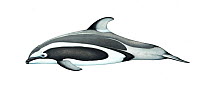 Pacific white-sided dolphin (Lagenorhynchus obliquidens) adult Brownell morph     No more than 15 illustrations by Martin Camm, Rebecca Robinson and/or Toni Llobet to be used in a single project o...