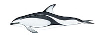 Pacific white-sided dolphin (Lagenorhynchus obliquidens) adult variation     No more than 15 illustrations by Martin Camm, Rebecca Robinson and/or Toni Llobet to be used in a single project or boo...