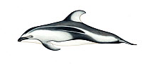 Pacific white-sided dolphin (Lagenorhynchus obliquidens) adult     No more than 15 illustrations by Martin Camm, Rebecca Robinson and/or Toni Llobet to be used in a single project or book edition,...