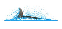 Irrawaddy dolphin (Orcaella brevirostris) Tail / flukes tipping to one side before deep dive     No more than 15 illustrations by Martin Camm, Rebecca Robinson and/or Toni Llobet to be used in a s...