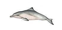 Indo-Pacific humpback dolphin (Sousa chinensis) calf     No more than 15 illustrations by Martin Camm, Rebecca Robinson and/or Toni Llobet to be used in a single project or book edition, except by...