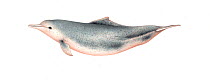Indo-Pacific humpback dolphin (Sousa chinensis) adult Southeast Asia - borneensis-type     No more than 15 illustrations by Martin Camm, Rebecca Robinson and/or Toni Llobet to be used in a single...