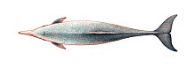 Indo-Pacific humpback dolphin (Sousa chinensis) adult male upperside     No more than 15 illustrations by Martin Camm, Rebecca Robinson and/or Toni Llobet to be used in a single project or book ed...