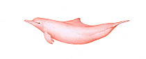 Indo-Pacific humpback dolphin (Sousa chinensis) Adul female. China, Taiwan and Hong Kong     No more than 15 illustrations by Martin Camm, Rebecca Robinson and/or Toni Llobet to be used in a singl...