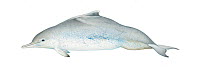 Indo-Pacific humpback dolphin (Sousa chinensis) adult Bay of Bengal - lentiginosa form     No more than 15 illustrations by Martin Camm, Rebecca Robinson and/or Toni Llobet to be used in a single...
